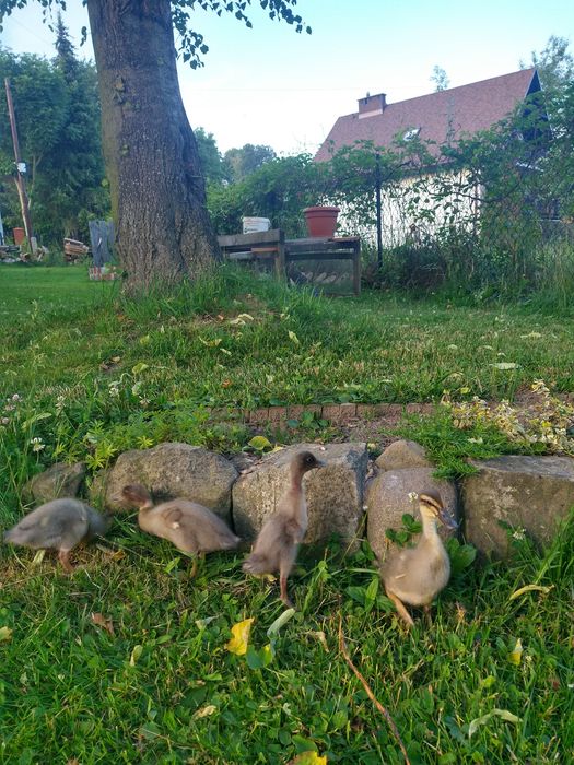 Młode kaczki biegusy