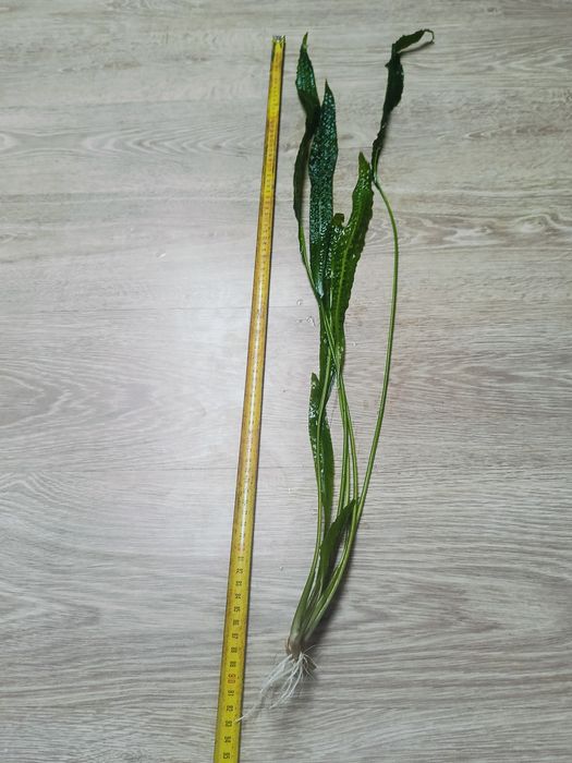 Kryptokoryna Karbowana