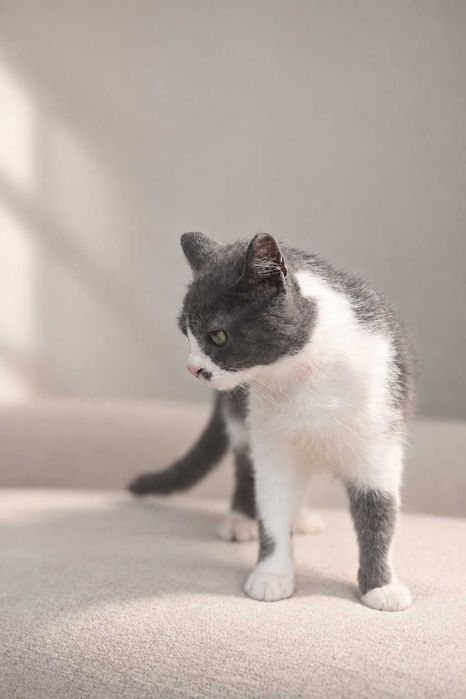 Котик Бандерас, 10 місяців. кастрований