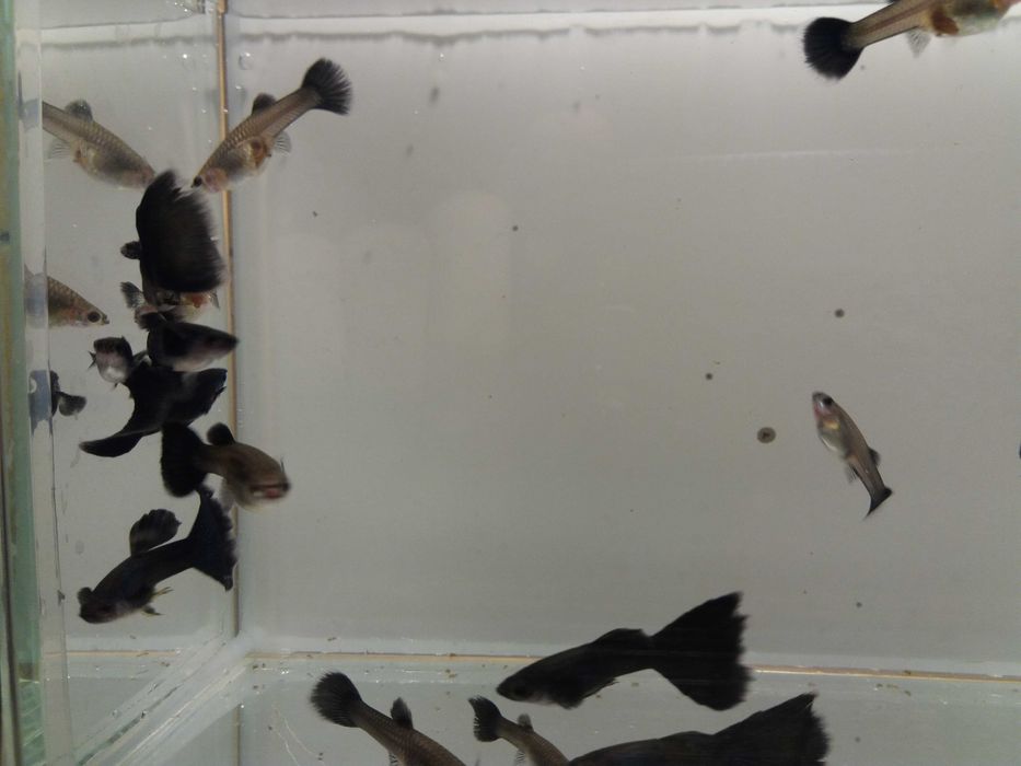 gupik moskiewski czarny