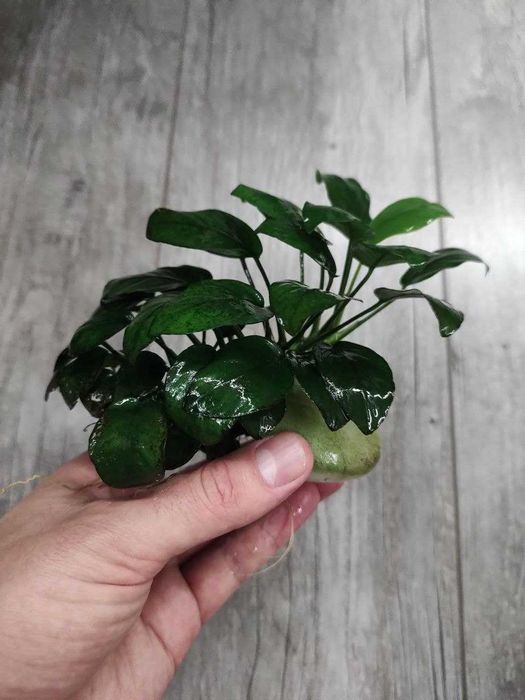 Анубіас великий кущ
