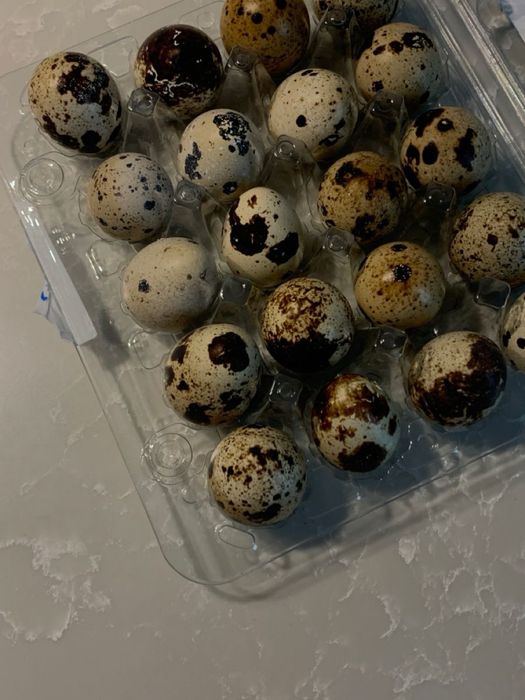 Інкубаційні перепелині яйця