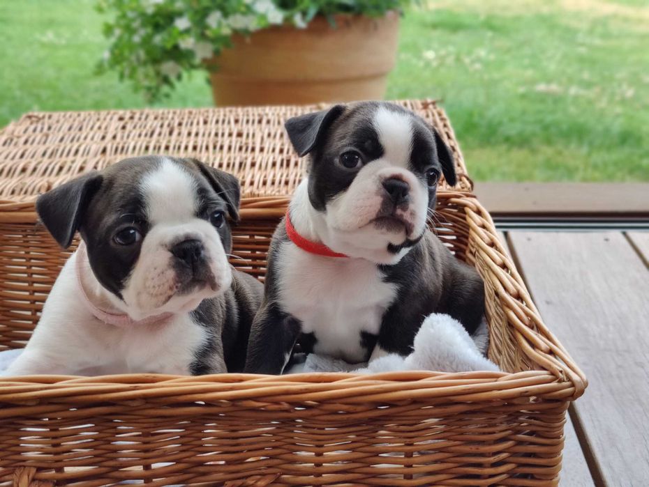 Boston Terrier – suczka ZKwP (FCI) – po Interchampionie i przebadanych rodzicach "Czerwona"