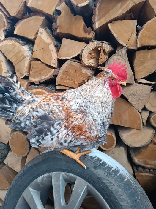 Петух породы Легбар