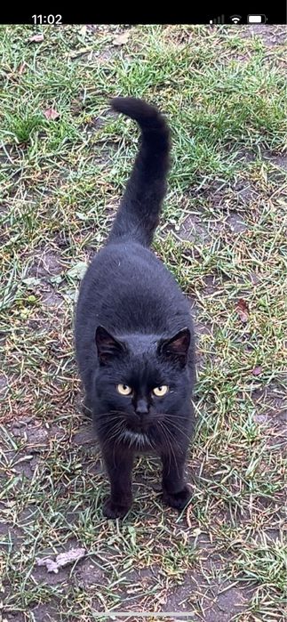 Bezdomne koty szukają domu