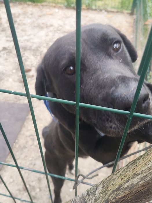 Cão para adoção - Lavrador