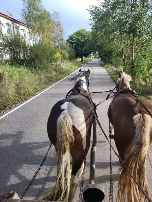 Sprzedam klacze