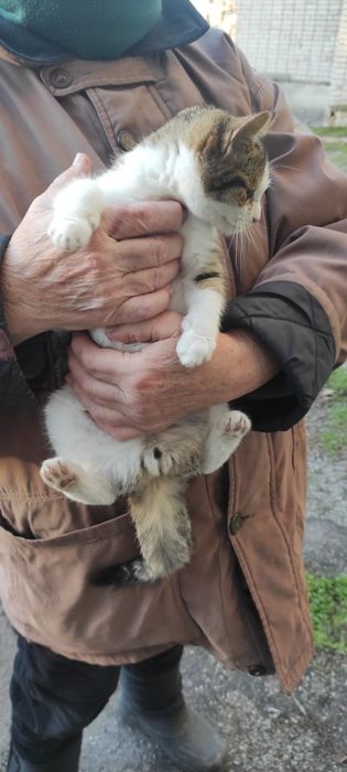 Киця кошенятко в добрі руки