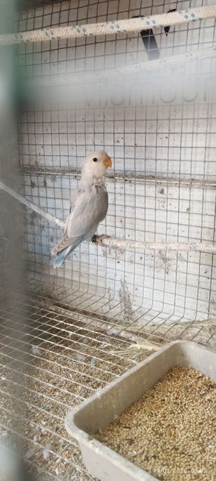 Vendo três rosicolis novos. 40€ cada um. Criador registado no ICNF. Passo declaração de cedência. Em Loulé.