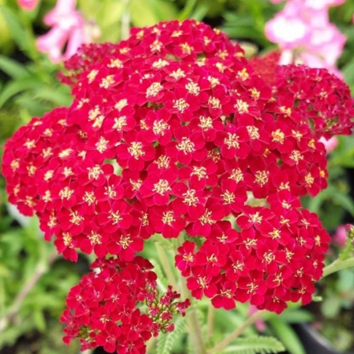 Квіти садові. кущі