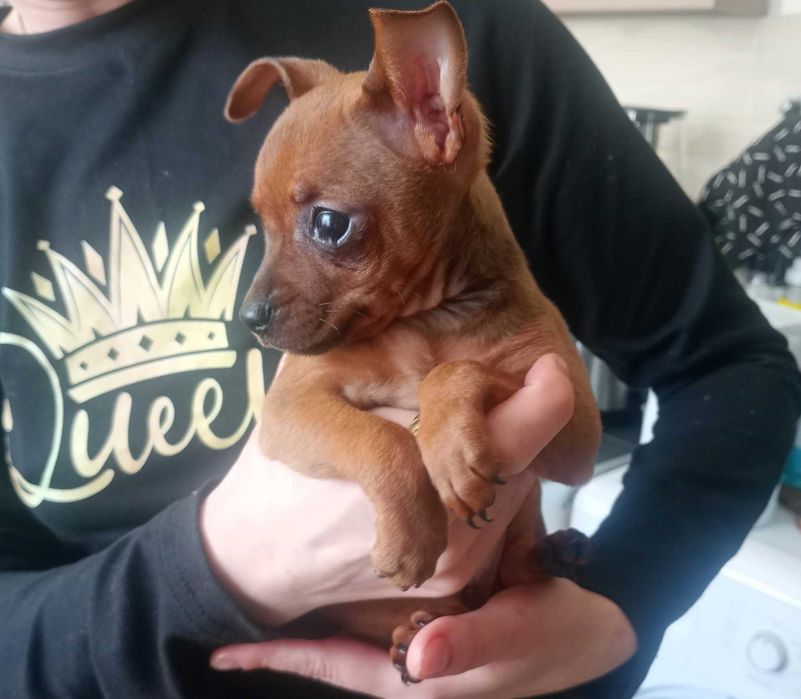 Oddam w dobre ręce suczkę pinczer miniaturka