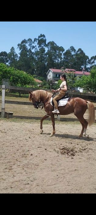 Cavalo PSL Castrado