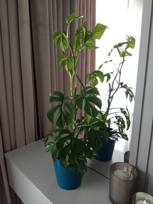 Sprzedam Monstera Scindapsus Peperomia Epipremnum