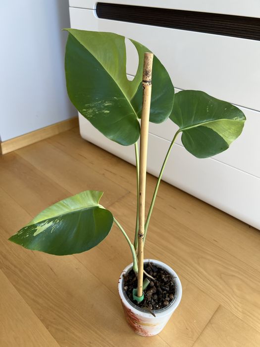 Monstera Green Mint