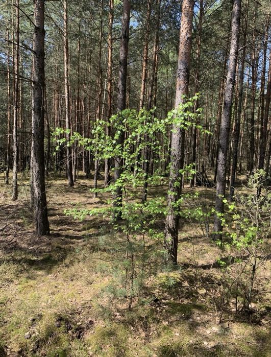 Działka w llesie z drewnianym domem. - Widok 4