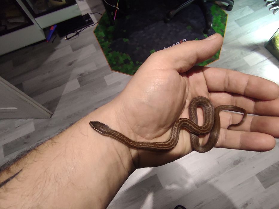 Wąż mahoniowy trzymiesięczny