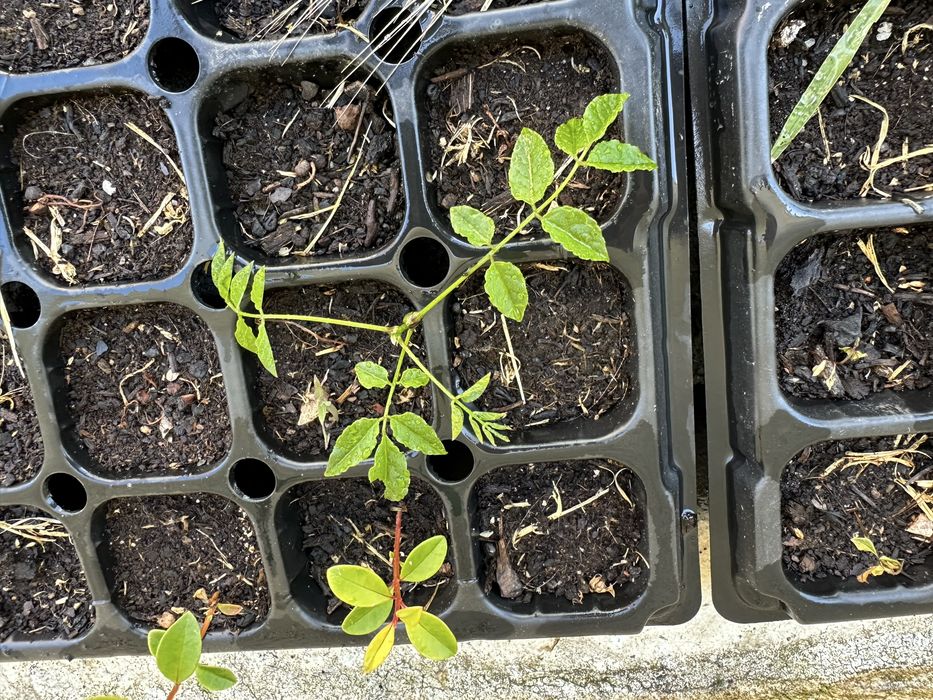 Trepadeira glicinia roxa em pezinhos germinadas
