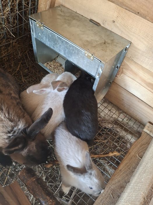 Маленькие Кролики