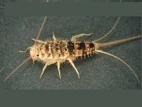 Drosophilas e alimento vivo