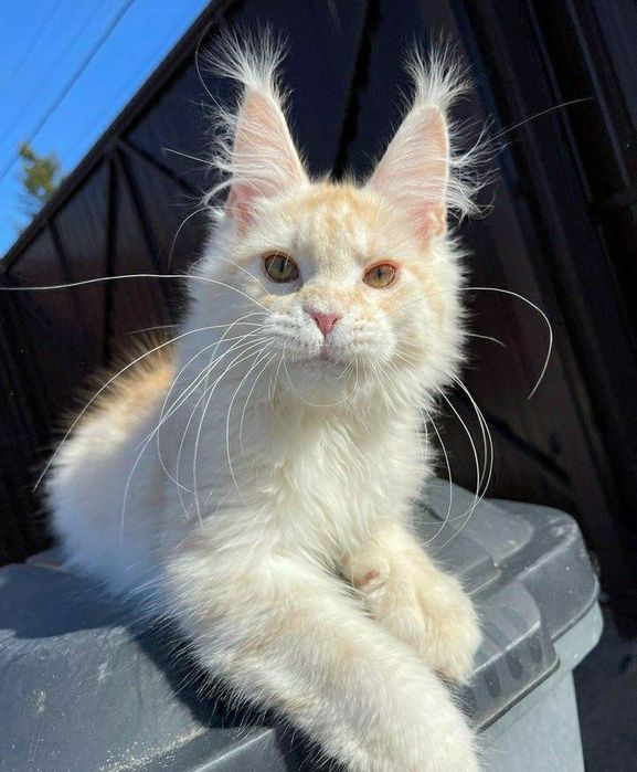 Мейнкун кошенята, Mainecoon