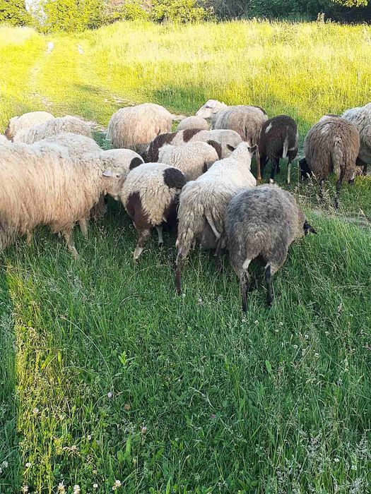 Продам молоді баранчики