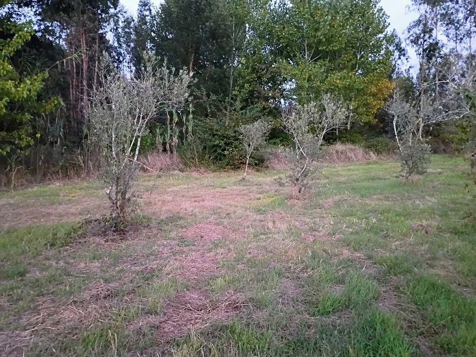 Grande Terreno 2745 M2 - Monte Arcado, Covoes