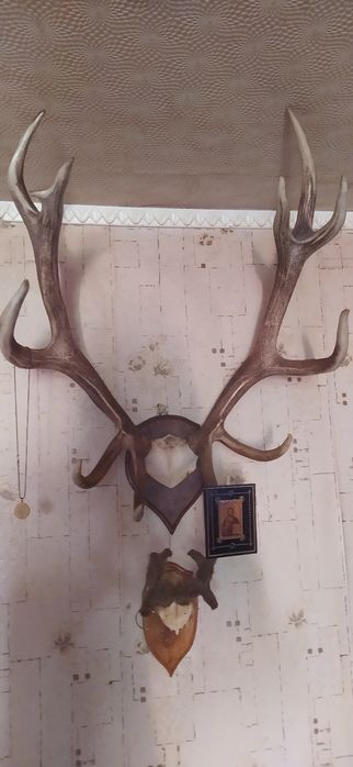 Продам рога оленя