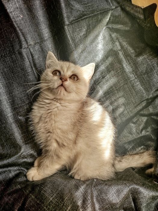 Кошенята британської сріблястої шиншили