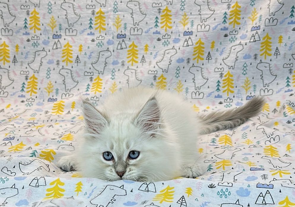Клубные невские маскарадные котята