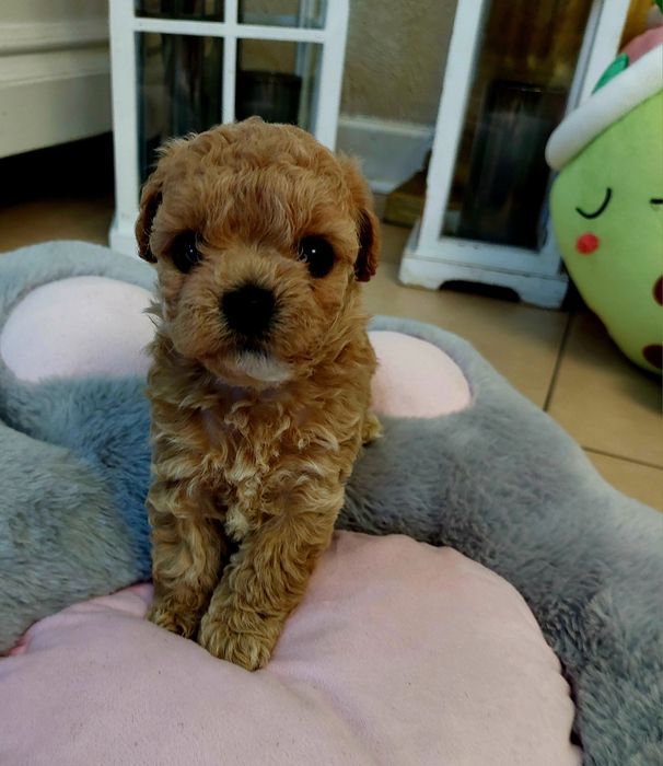 Maltipoo chłopczyk xxs Leo