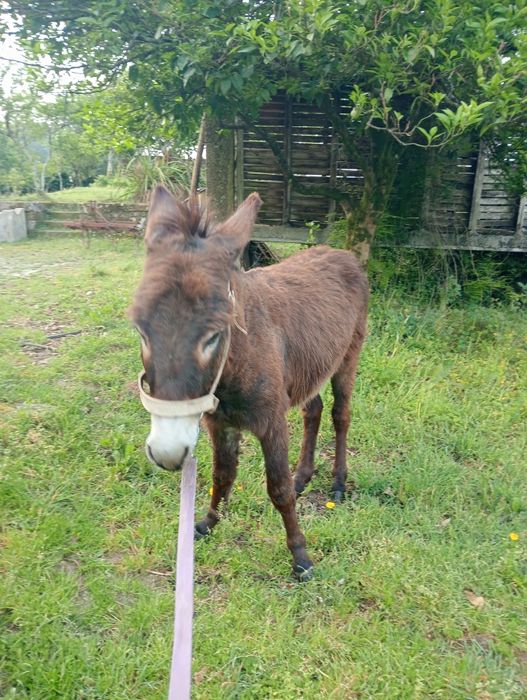 Vende se Burro 3 anos