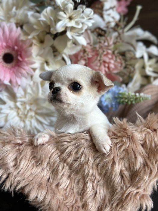 CHIHUAHUA dziewczynka mini xxs