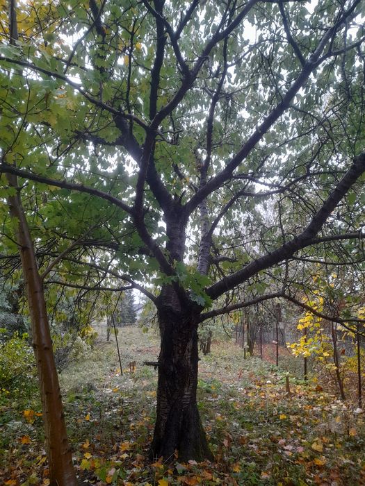 Oddam drewno za wycinkę