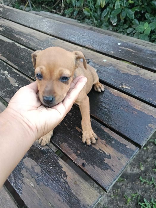 Pinscher  fêmea linda