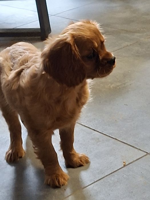 Cavalier King Charles spaniel piesek rubinowy