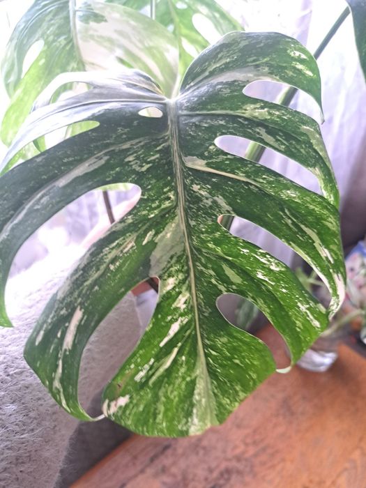Monstera Variegata