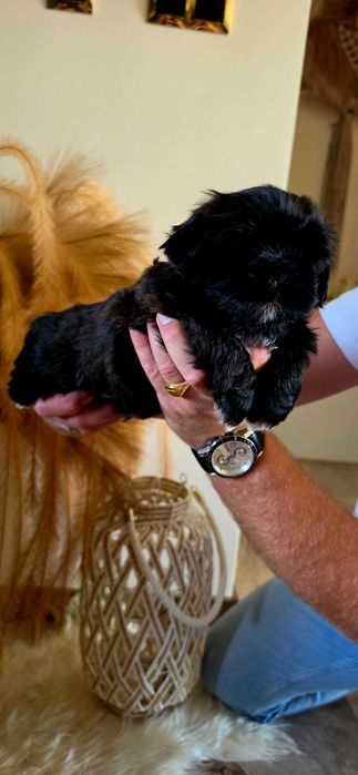 Shih Tzu Czarna Perla Gen Blue
