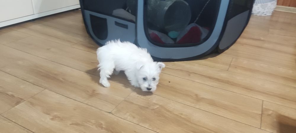 West highland terrier