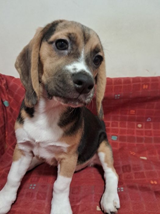 Продам щенков бигля