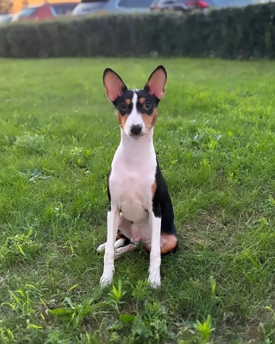 Щенок басенджи мальчик триколор