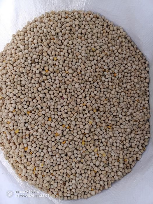 Groch siewny EKOLOGICZNY