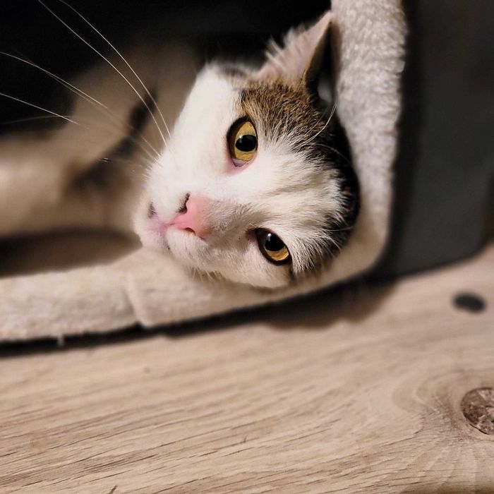 Przylepny, czuły Jaguś szuka opiekuna kot kotka