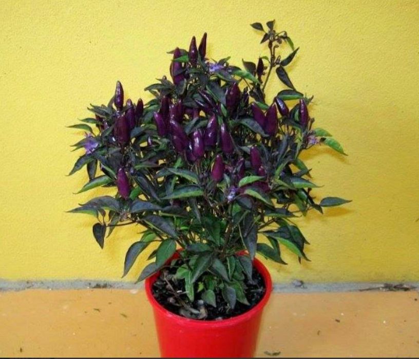 Перц  острый фиолетовый принц