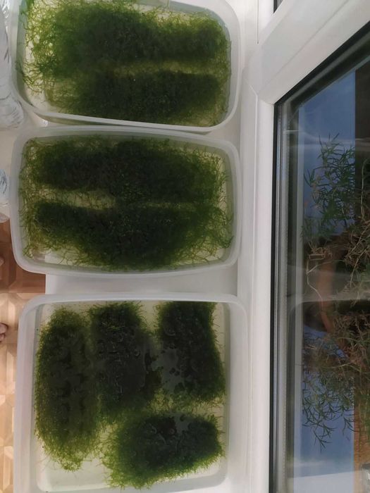 растения в аквариум (8 фото)