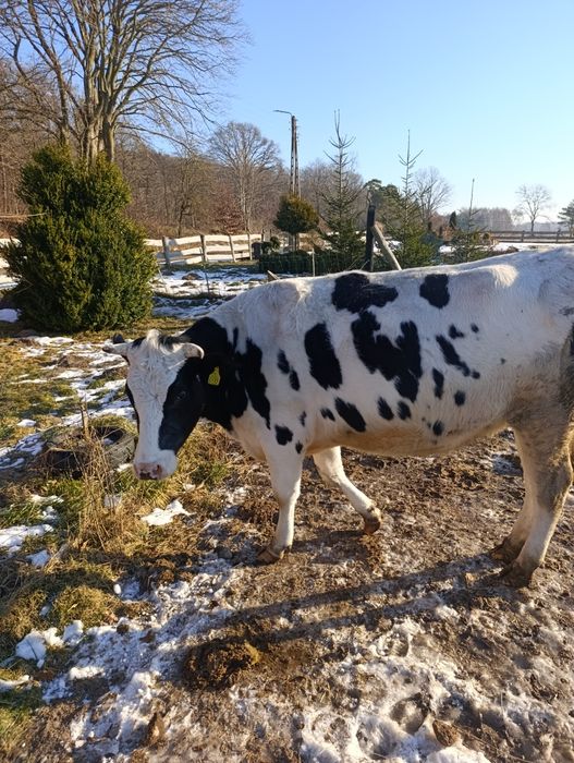 Jałówka cielna na sprzedaż