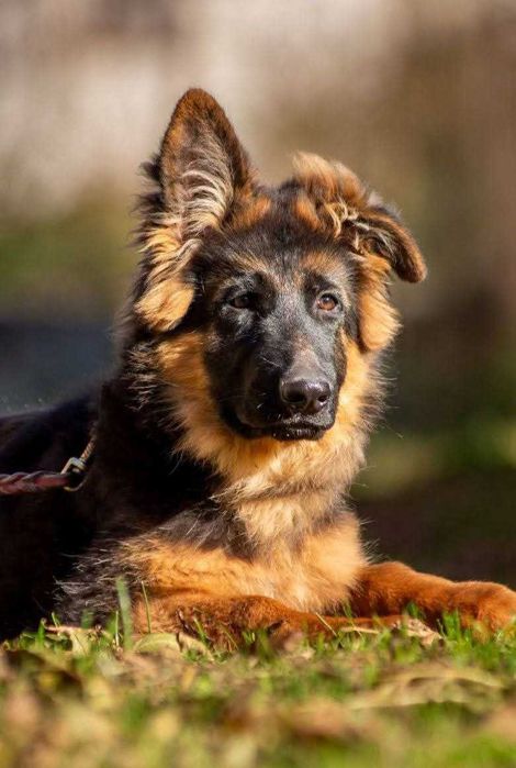 Шикарный дш мальчик. КСУ.