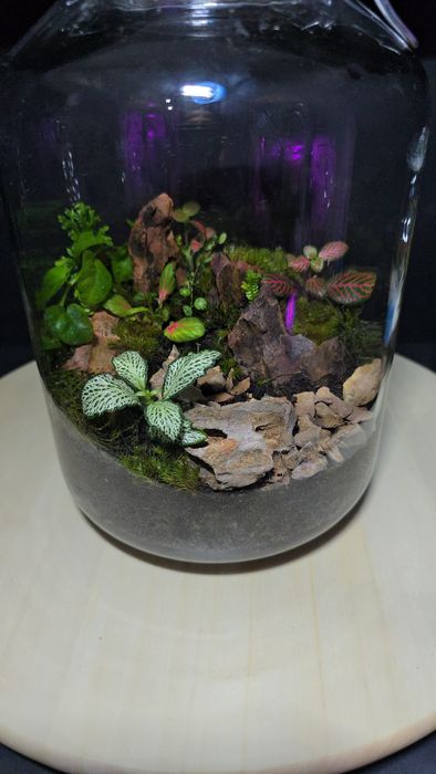 Terrarios de plantas