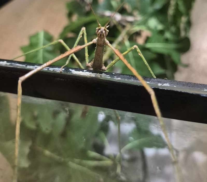 Аннамський паличник (Medauroidea extradentata)