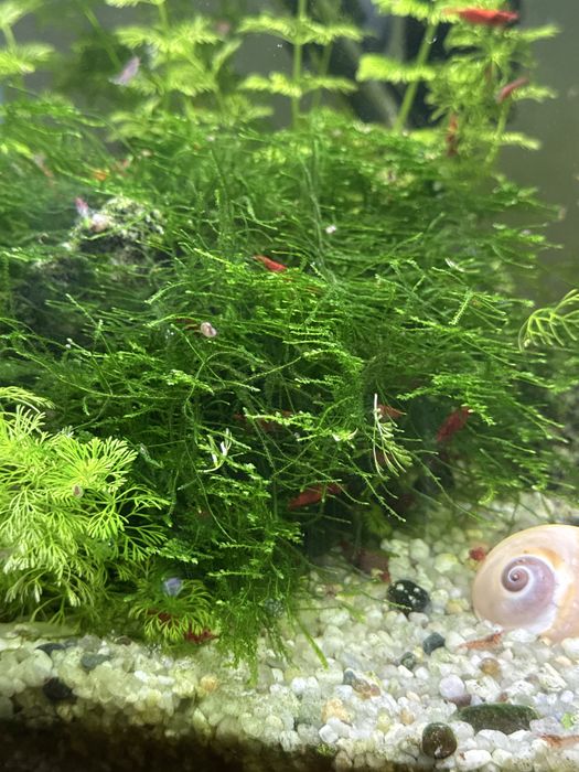 Vendo plantas de aquario, musgo hava e camaroes