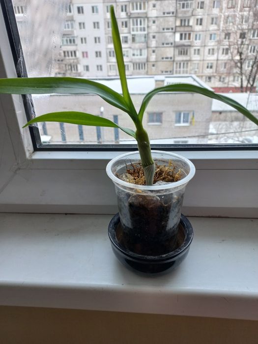 Дендробіум нобіле